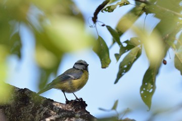 Eurasian Blue Tit (Cyanistes caeruleus), Greece