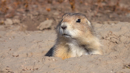 CLOSE UP: Cute prairie dog comes out of his hole and starts eating dry grass