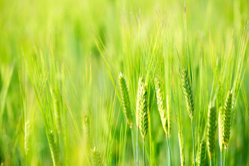 green wheat field with sunlight.