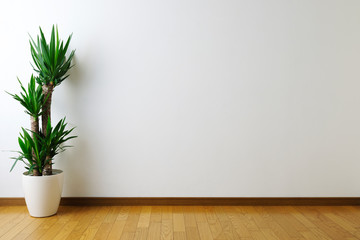 house plant in white room