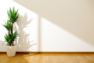 White wall and plant with sunlight.