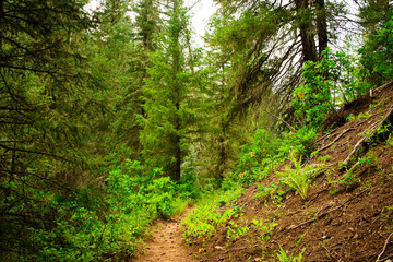 Hiking trail in the middle of pine forest.