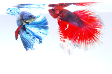 Red and blue betta fish  haf-moon species have beautiful colors.