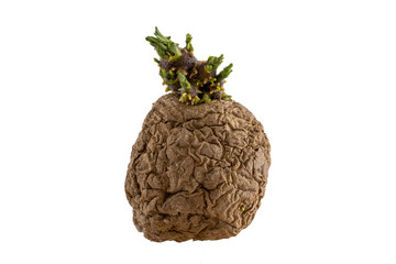 Naturally sprouted seed potato on white background