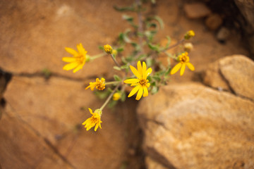 Closeup of wild flowers