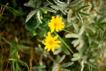 Wild flowers in the mountains.