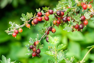 Gooseberry bush with ripe berries. Close-up of berries on a sunny day