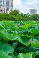 蓮の花、東京上野公園、不忍池