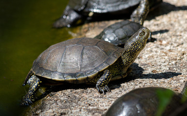 Tortue, cistude europe