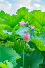 蓮の花、東京上野公園、不忍池
