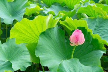 蓮の花、東京上野公園、不忍池