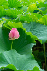 蓮の花、東京上野公園、不忍池