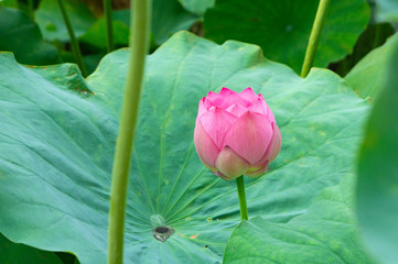 蓮の花、東京上野公園、不忍池
