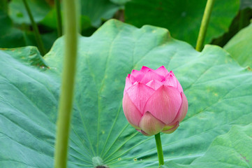 蓮の花、東京上野公園、不忍池