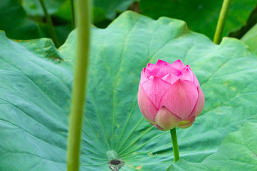 蓮の花、東京上野公園、不忍池