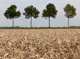Combine harvesting. Corn harvest Harvesting wheat. Polder Netherlands. 