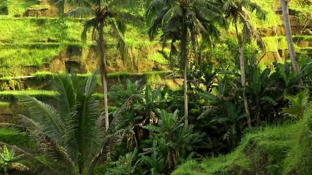 Close up of rice terraces in Bali. Rice paddies landscape with stalks sway in wind. Ancient rice terraces carved into the mountain. Amazing rice terraces on traditional rice-growing plantation field.
