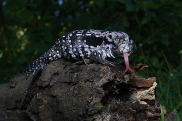 Argentine Black and White Tegu, Tupinambis merianae