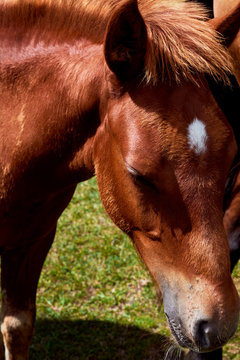 Caballo marron retrato
