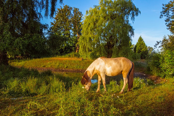 horse in a field