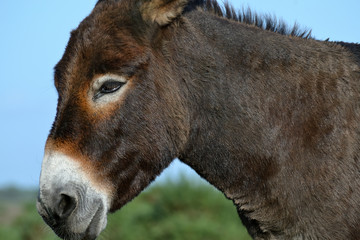 Tête d'un âne marron