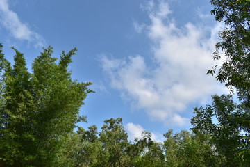 bamboo tree under blue sky or natural wallpaper