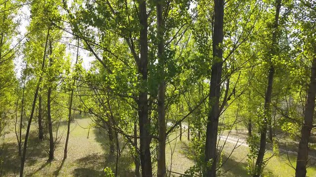 4K  Aerial. Fly inside wood. Up over trees with  green leaves, landscape