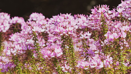 Obraz premium (Cleome spinosa) Buisson dense de cléome épineux ou Fleur araignée 