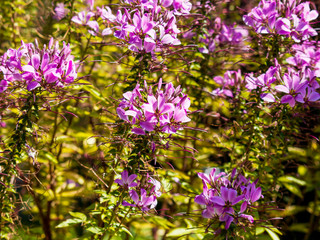 Fototapeta premium Buisson dense de cléome épineux ou Fleur araignée (Cleome spinosa)