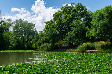 Water Lilies and the Shoreline of the Humboldt Park Lagoon in Chicago