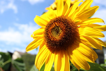 Naklejka premium Sonnenblumen