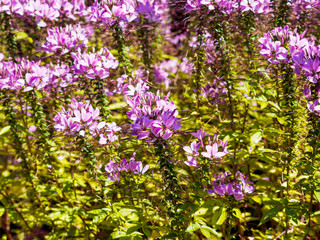 Obraz premium (Cleome spinosa) Buisson dense de cléome épineux ou Fleur araignée