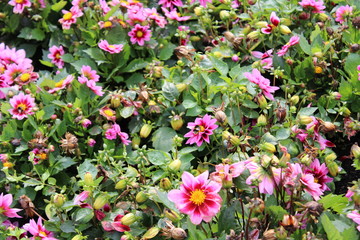 Bienenparadies