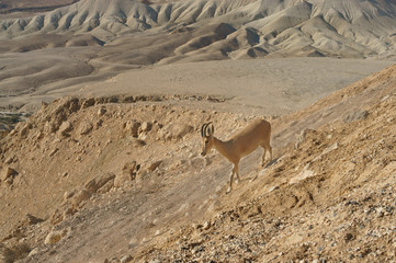 Nubian ibex (Capra nubiana sinaitica), female, on background of mountains  in Negev desert of southern Israel