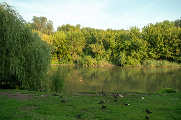 речка в парке