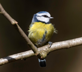 Blue tit