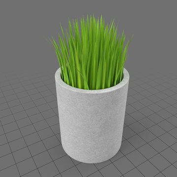 Onion grass in pot