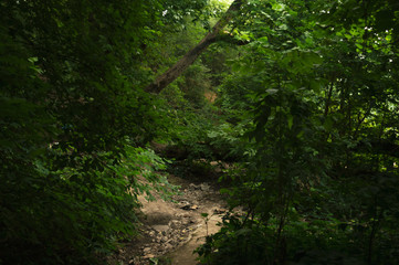 tree in forest