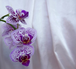 rametto i orchidea fiorita su sfondo bianco