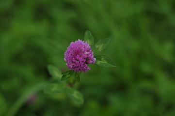 Summer flower. The flowers are bright. The buds are beautiful
