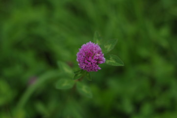Summer flower. The flowers are bright. The buds are beautiful