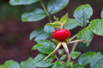 Rote Hagebutte