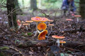 Fliegenpilze im Wald
