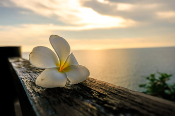 A white Plumeria on left side of wood with sea horizon with rocky shore cliffs and sunset...