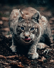 Luchs