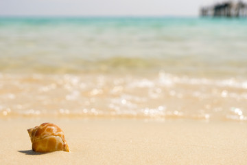 Fototapeta na wymiar Sea shells and soft wave on the sandy beach, Summer concept with sandy beach.