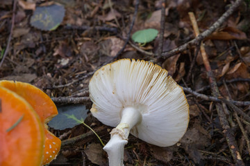 Lamellen von Fliegenpilz
