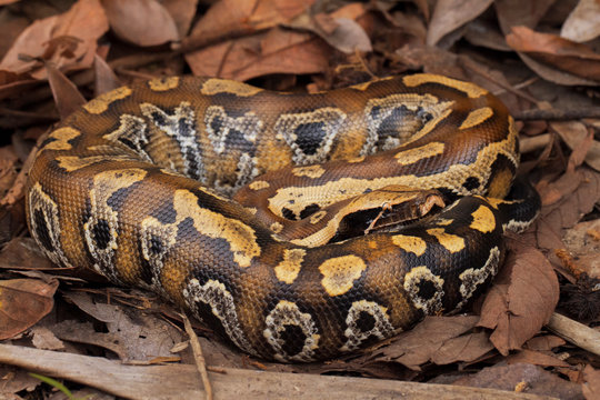 Sumatran blood python / Python brongersmai, commonly known as Brongersma's short-tailed python, or the red short-tailed python, a nonvenomous snake
