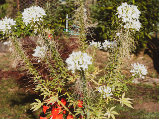 Tiges aux fleurs en épis de cléome épineux (Cleome spinosa)