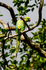 Wild parrot in a tree